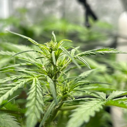 Skittlez#1 growlog timeline photo