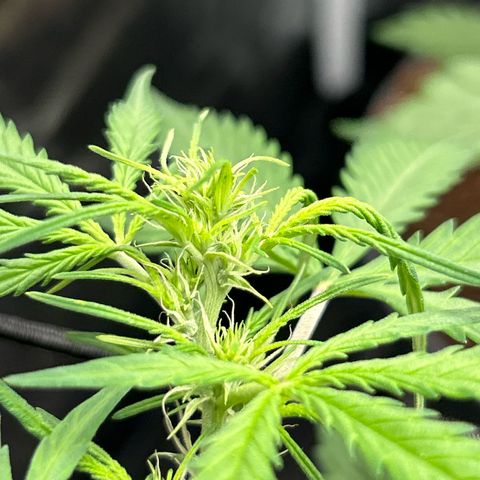 Skittlez#1 growlog timeline photo