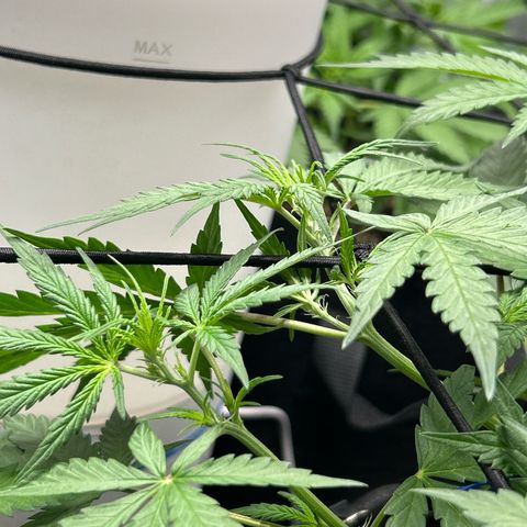 Cookies Autoflowering growlog timeline photo