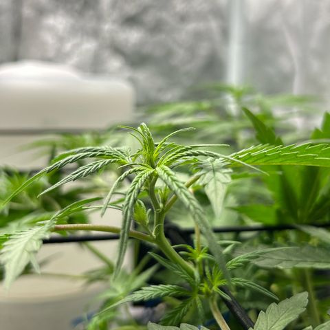 Cookies Autoflowering growlog timeline photo
