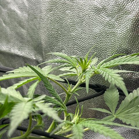 Cookies Autoflowering growlog timeline photo