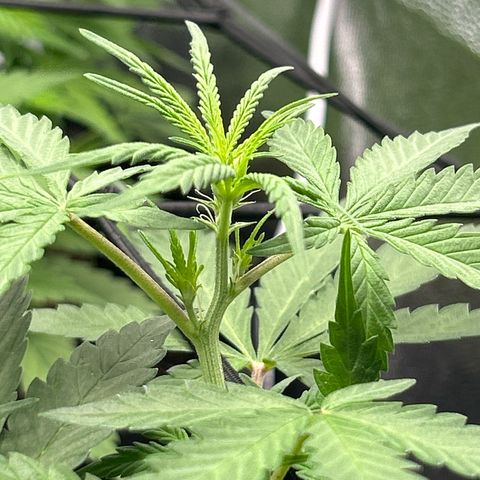 Cookies Autoflowering growlog timeline photo