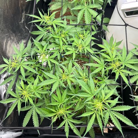 Skittlez#1 growlog timeline photo