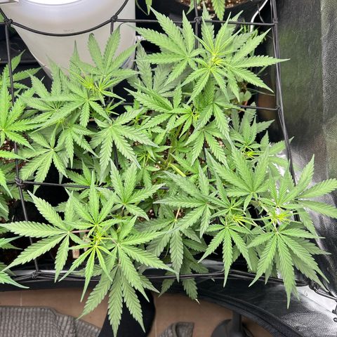 Cookies Autoflowering growlog timeline photo