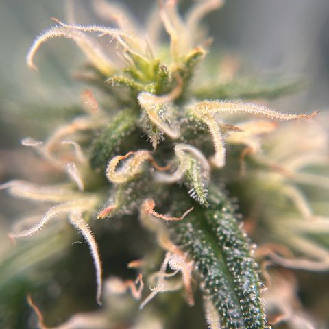 Skittlez#1 growlog photo: Noch 4-5 Wochen 