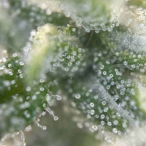 Skittlez#1 growlog photo: Noch 4-5 Wochen 