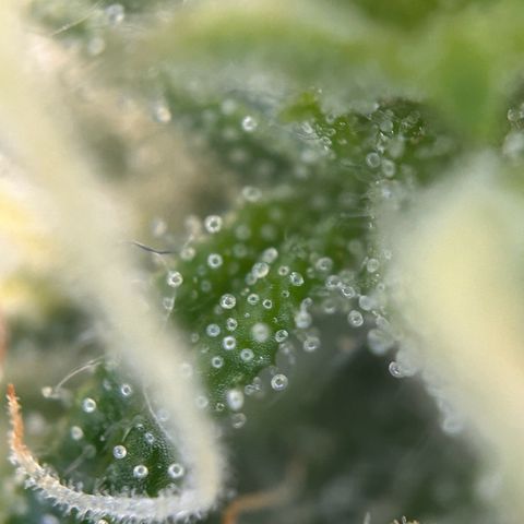 Skittlez#1 growlog photo: Noch 4-5 Wochen 