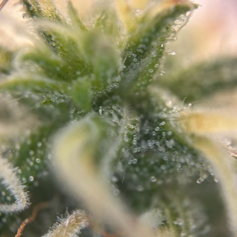 Skittlez#1 growlog photo: Noch 4-5 Wochen 