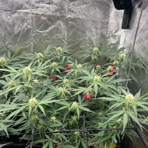 Cookies Autoflowering growlog timeline photo