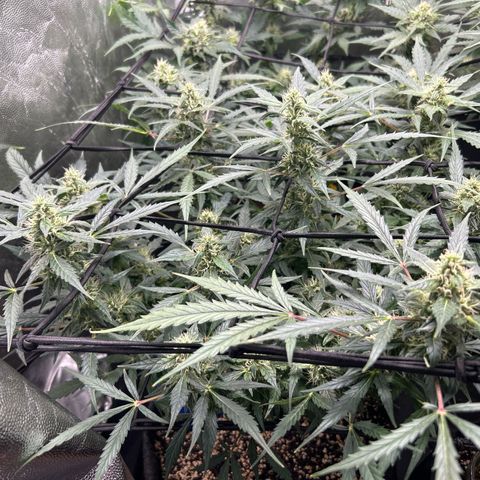 Skittlez#1 growlog timeline photo
