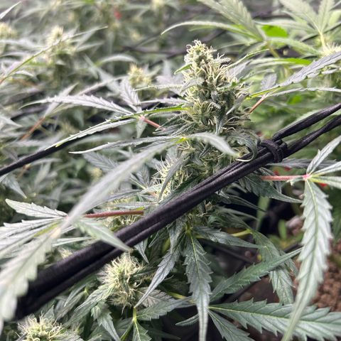 Skittlez#1 growlog timeline photo