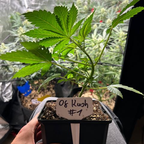 OG Kush #1 growlog photo: Die kleine wird heute 1 Monat alt. Zur Feier des Tages habe ich ihr erstmal LST frei gegönnt und fie untersten riebe samt der Blätter entfernt. Der krass Unterschied zu den Autos ist bis jetzt das sie langsamer aber dafür größer wächst. Die restlichen Triebe  kommen auch relativ stark.
Der Haupttrieb muss noch ne Stück wachsen bin mal gespannt wie das mit dem toppen und clonen klappt