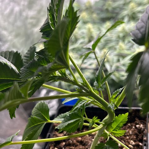 OG Kush #1 growlog photo: Die kleine wird heute 1 Monat alt. Zur Feier des Tages habe ich ihr erstmal LST frei gegönnt und fie untersten riebe samt der Blätter entfernt. Der krass Unterschied zu den Autos ist bis jetzt das sie langsamer aber dafür größer wächst. Die restlichen Triebe  kommen auch relativ stark.
Der Haupttrieb muss noch ne Stück wachsen bin mal gespannt wie das mit dem toppen und clonen klappt