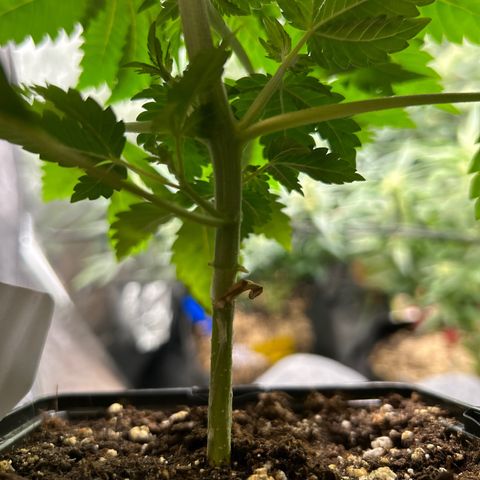 OG Kush #1 growlog photo: Die kleine wird heute 1 Monat alt. Zur Feier des Tages habe ich ihr erstmal LST frei gegönnt und fie untersten riebe samt der Blätter entfernt. Der krass Unterschied zu den Autos ist bis jetzt das sie langsamer aber dafür größer wächst. Die restlichen Triebe  kommen auch relativ stark.
Der Haupttrieb muss noch ne Stück wachsen bin mal gespannt wie das mit dem toppen und clonen klappt