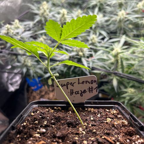 Super Lemon Haze growlog photo: Die kleine erholt sich gerade nach ihrem ersten Training. No pain no gain 
