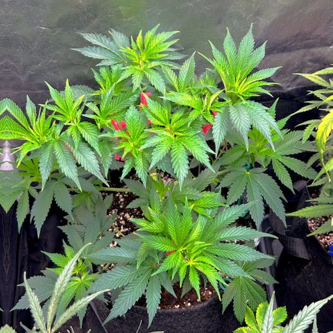 OG Kush #1 growlog timeline photo