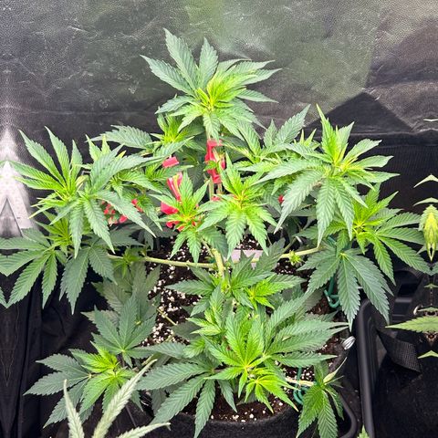 OG Kush #1 growlog timeline photo