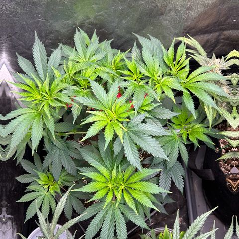 OG Kush #1 growlog timeline photo