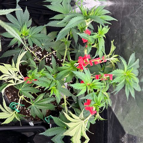 OG Kush #1 growlog timeline photo