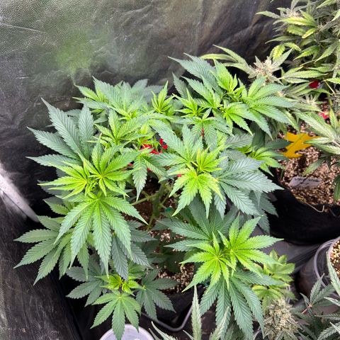 OG Kush #1 growlog timeline photo