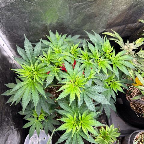 OG Kush #1 growlog timeline photo