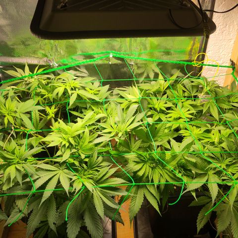 Bluedream growlog timeline photo