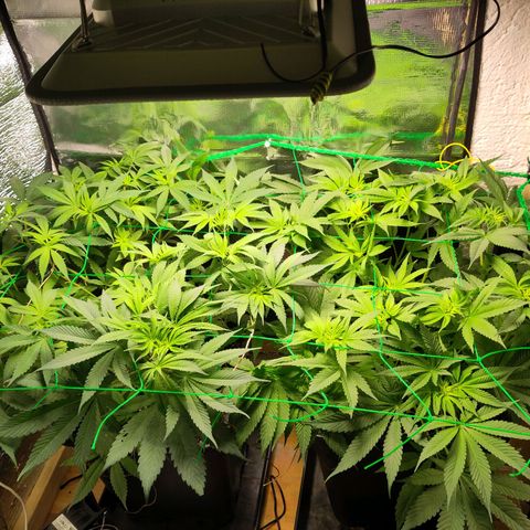Bluedream growlog timeline photo