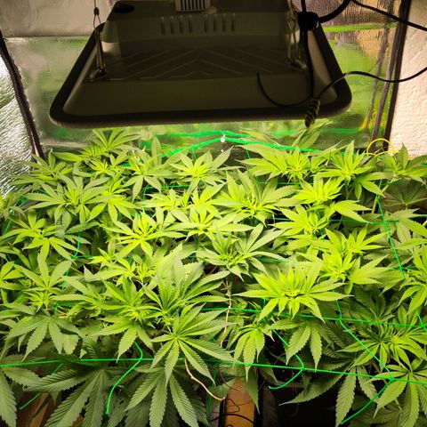 Bluedream growlog timeline photo