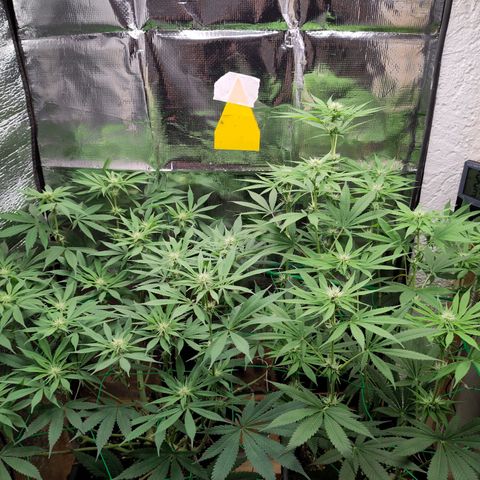 Bluedream growlog timeline photo