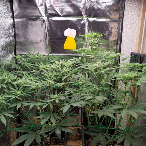 Bluedream growlog timeline photo