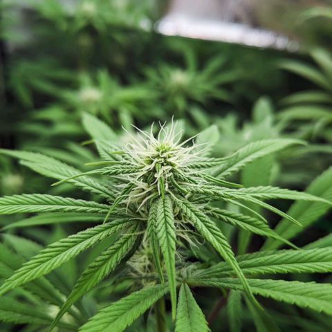 Bluedream growlog timeline photo