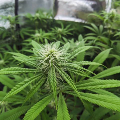 Bluedream growlog timeline photo