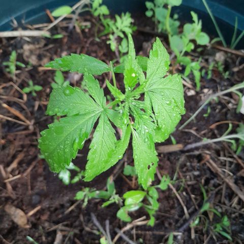 Tiozinho OG 1 growlog timeline photo