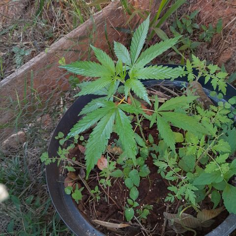 Tiozinho OG 1 growlog photo: 35 dias de vega