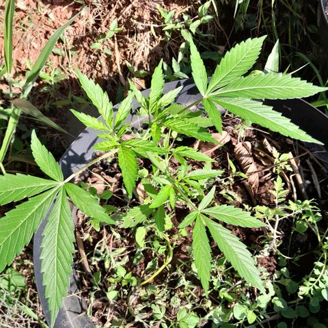 Tiozinho OG 1 growlog timeline photo