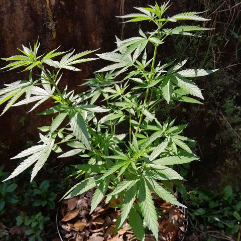 Tiozinho OG 1 growlog timeline photo
