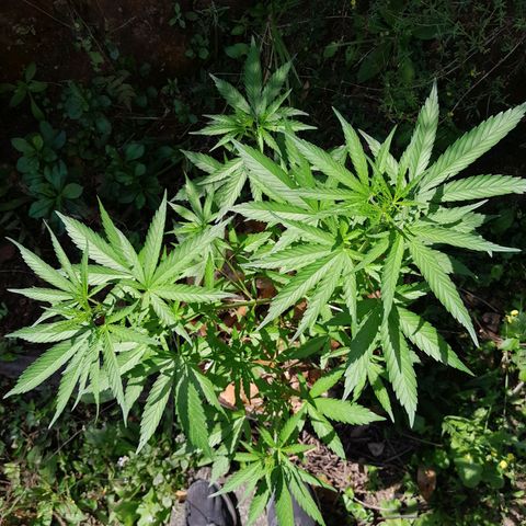 Tiozinho OG 1 growlog timeline photo