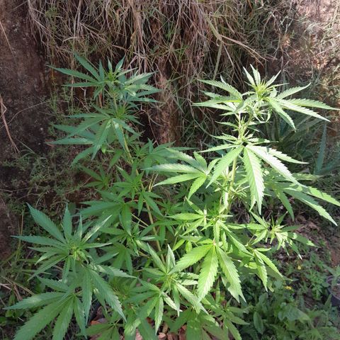 Tiozinho OG 1 growlog timeline photo