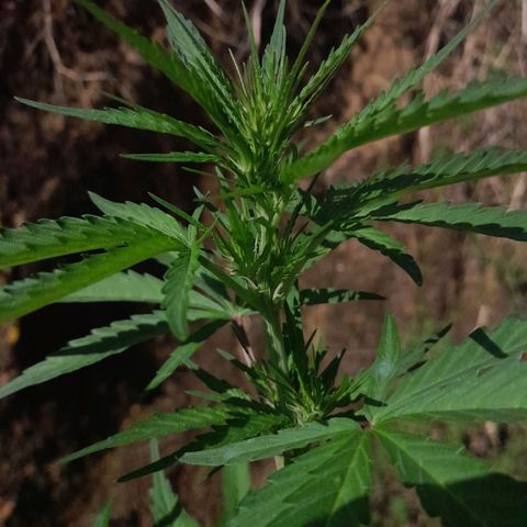 Tiozinho OG 1 growlog photo: Top bud