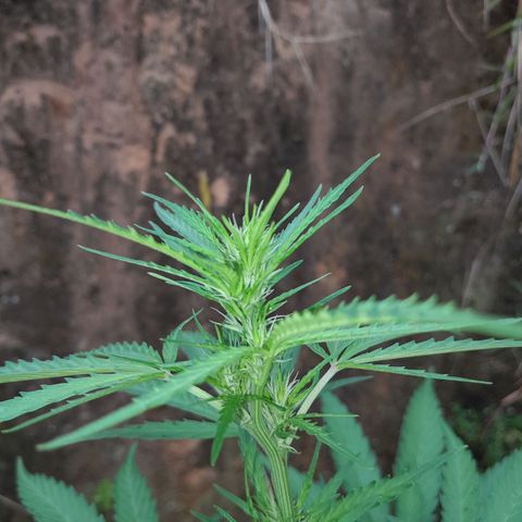 Tiozinho OG 1 growlog timeline photo