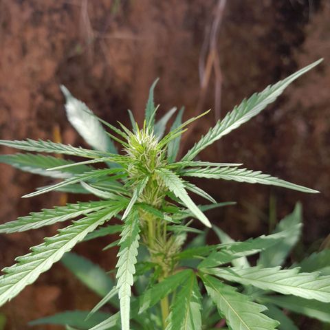 Tiozinho OG 1 growlog photo: Top bud