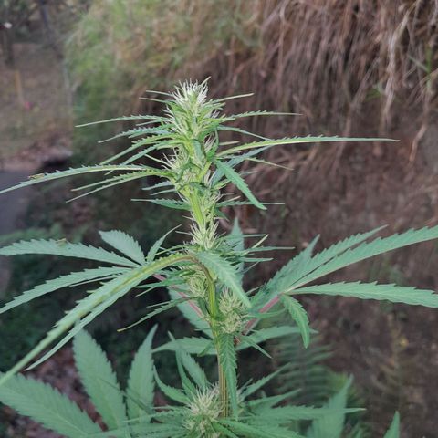 Tiozinho OG 1 growlog photo: Top bud