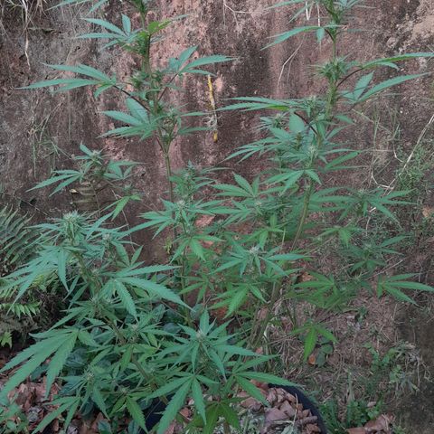 Tiozinho OG 1 growlog timeline photo
