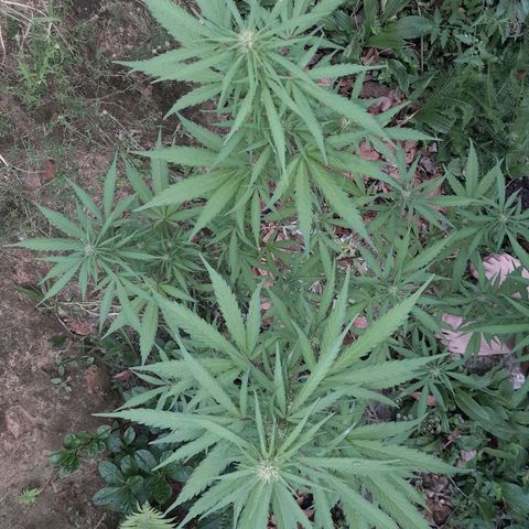 Tiozinho OG 1 growlog timeline photo
