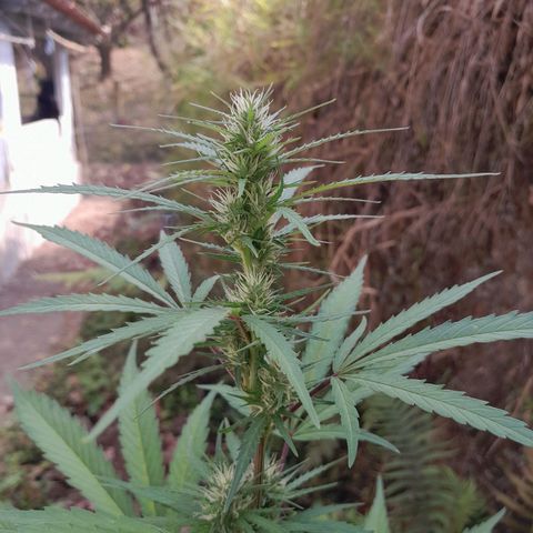 Tiozinho OG 1 growlog photo: Top bud