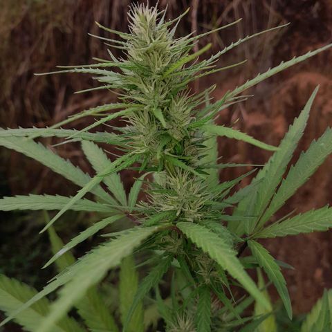 Tiozinho OG 1 growlog photo: Top bud