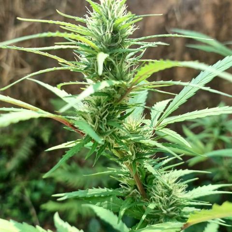 Tiozinho OG 1 growlog timeline photo