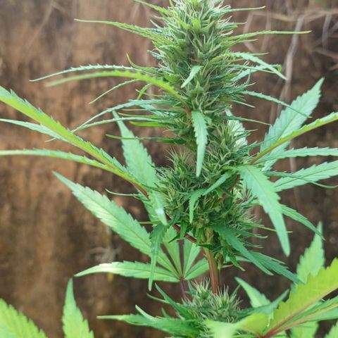 Tiozinho OG 1 growlog timeline photo
