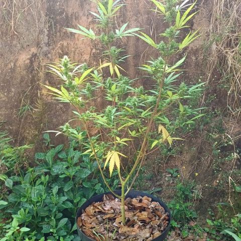 Tiozinho OG 1 growlog timeline photo