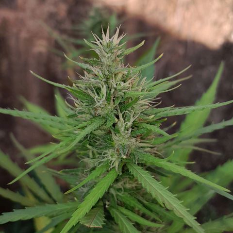 Tiozinho OG 1 growlog timeline photo